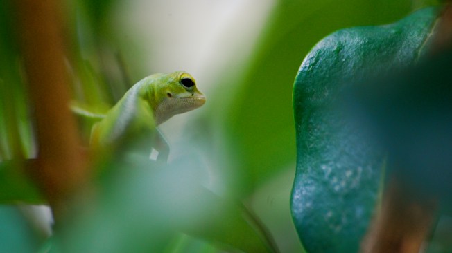 lizard_king_2804674390