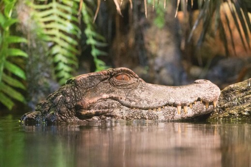 alligator-2151574_960_720