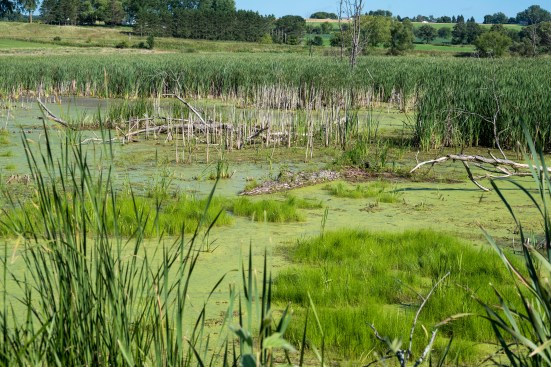 marsh-landscape-with-egrets