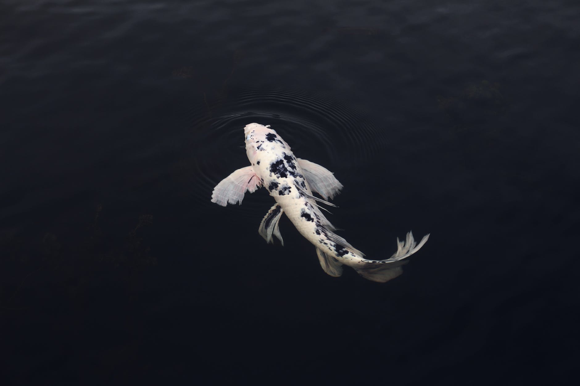 white and black koi fish
